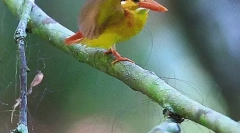 Kingfisher - king ribolov